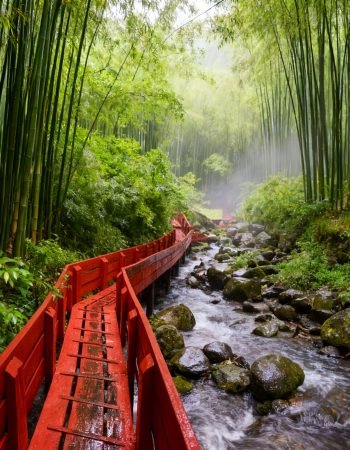 freepik__img1-narrow-red-footbridge-winding-through-dense-b__17862